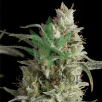Super OG Kush Feminised